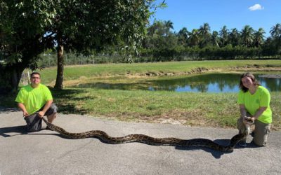 Python Action Team’s Snake Is An 18-Foot Whopper!