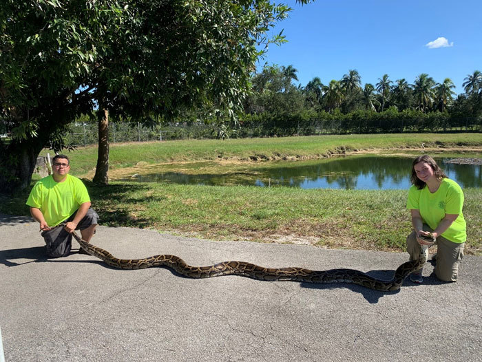 18-foot, 4-inch python