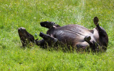 Horses I Have Known: The Roller  