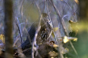 ruffed grouse in tree