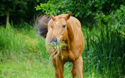 Horses I Have Known: The Scraper/Impaler