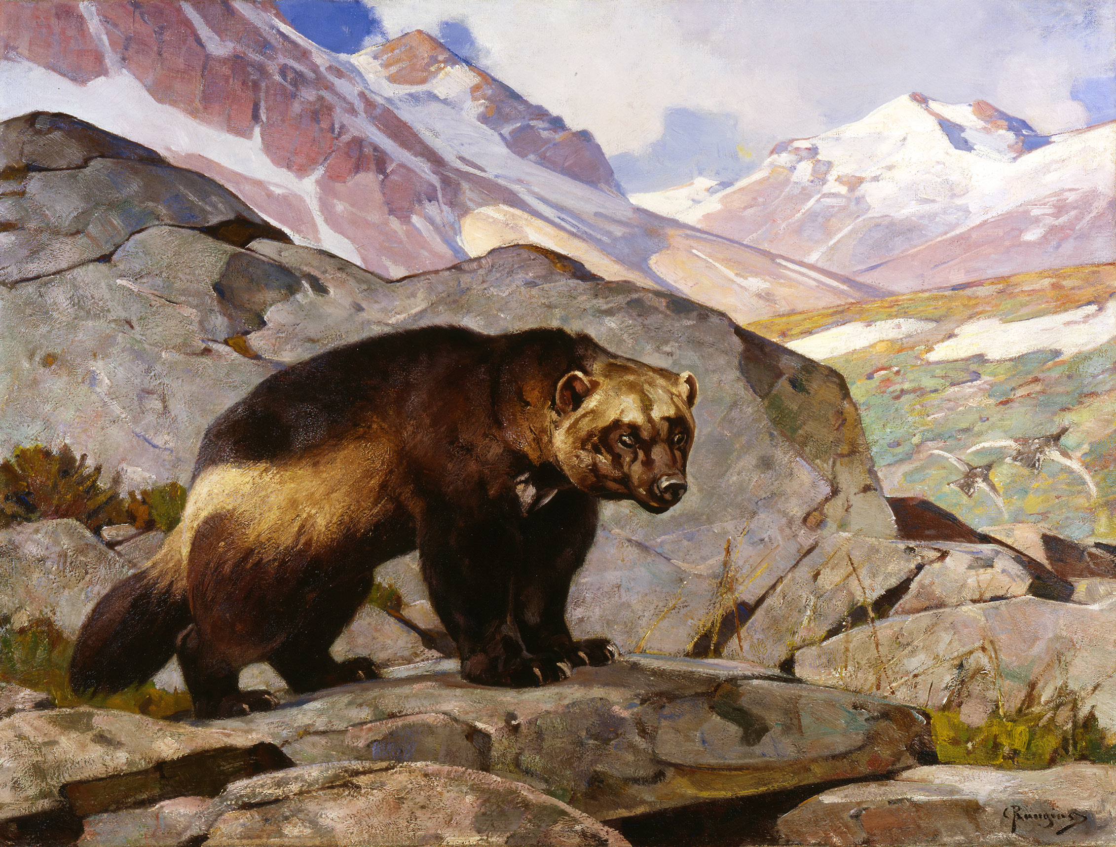 Wolverine in a Rocky Mountain Landscape, Alberta, 1919. Carl Rungius. Oil on canvas, 34 x 44 inches. Buffalo Bill Center of the West, Cody, WY. Gift of Jackson Hole Preserve, Inc. 16.93.3