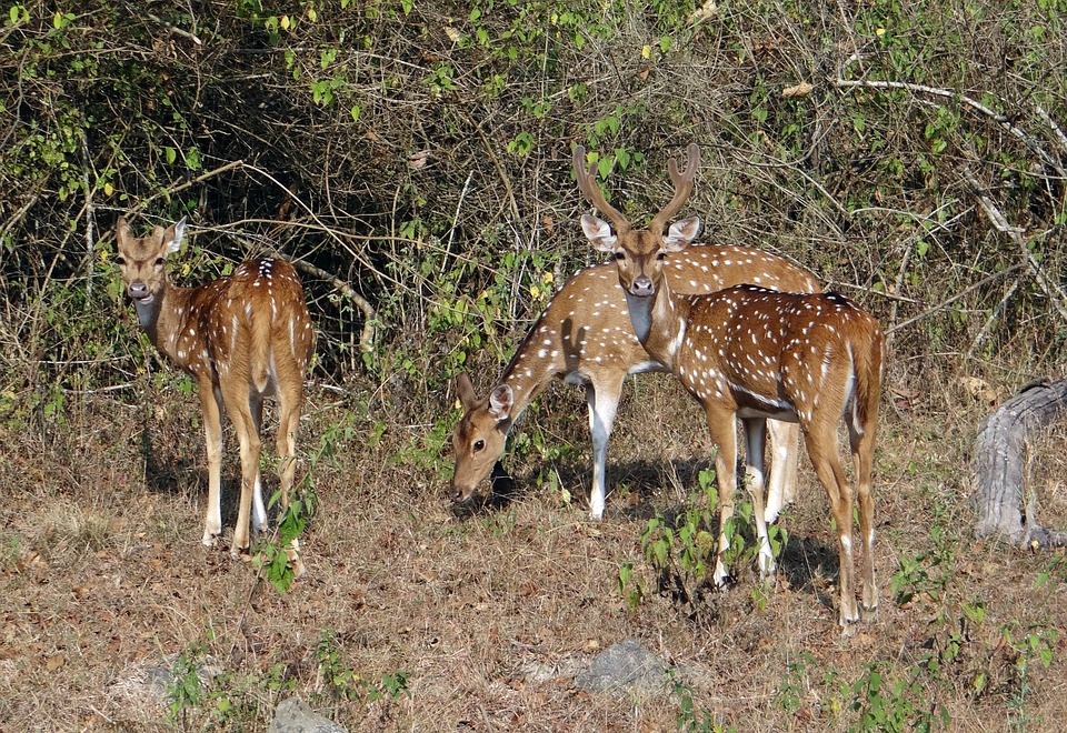 small herd of axis deer