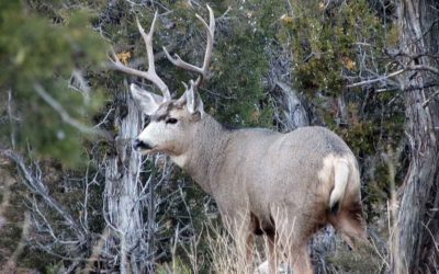 Utah Mule Deer Forecast