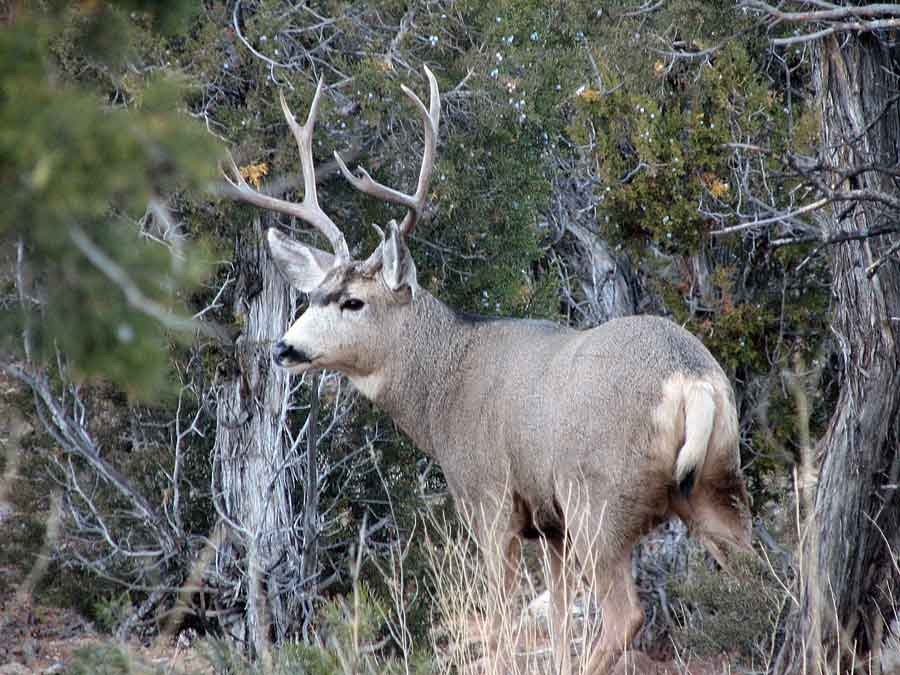 Utah Mule Deer Forecast - Sporting Classics Daily