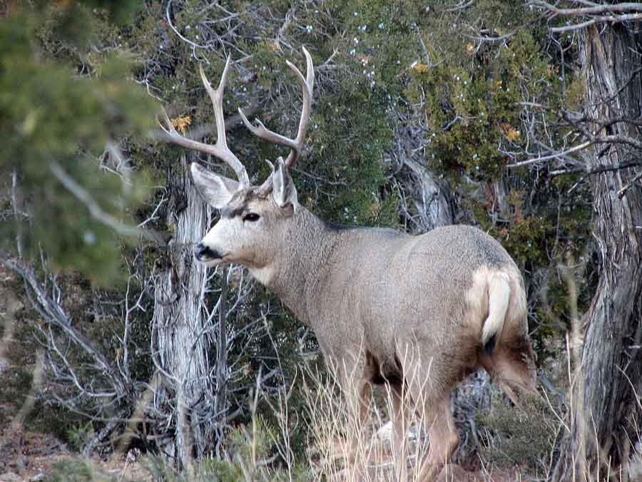 mule deer buck