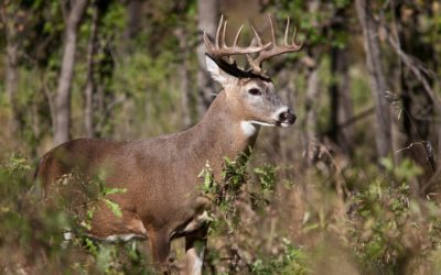The Coues Deer; Very Small, But A Very Big Prize
