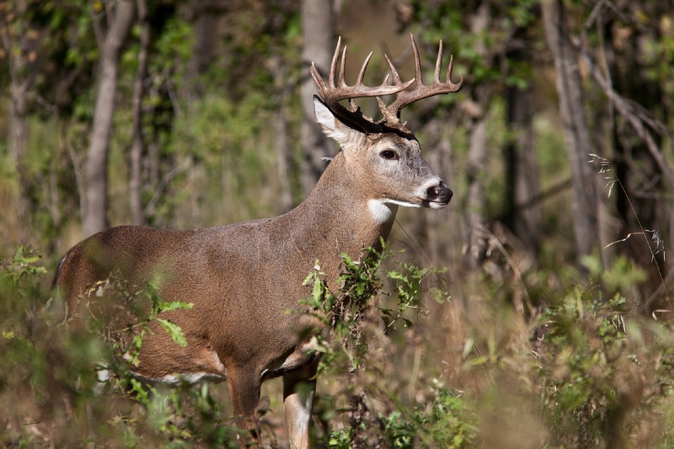 The Coues Deer; Very Small, But A Very Big Prize