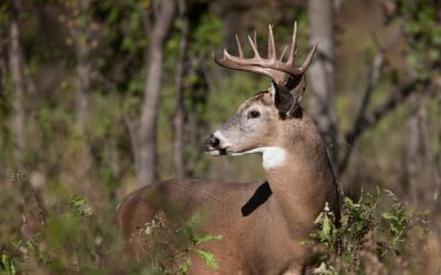 Nebraska Changes Deer Checking Process