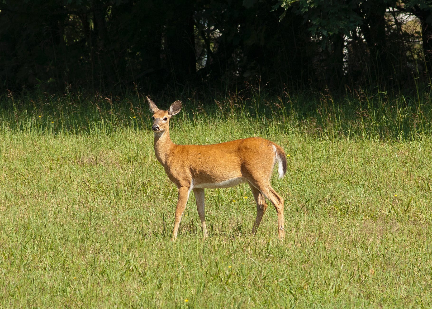 whitetail doe in field