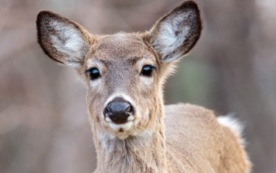 NY Deer Management Permits  Available Nov. 1