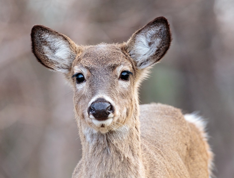 whitetail doe portriat