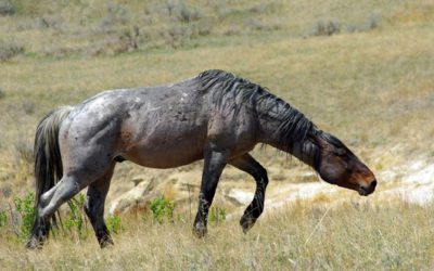 Horses I Have Known: Zombie Horses, or, Dawn of the Living Dead 