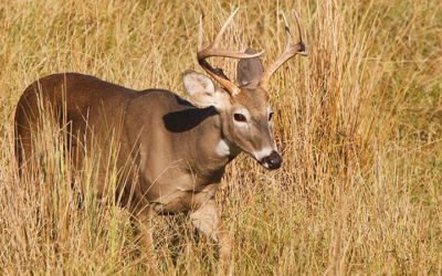Arkansas Deer Harvest Passes 140,000