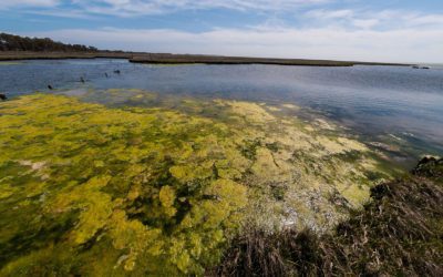 How To keep Your Dog Safe From Toxic Algae