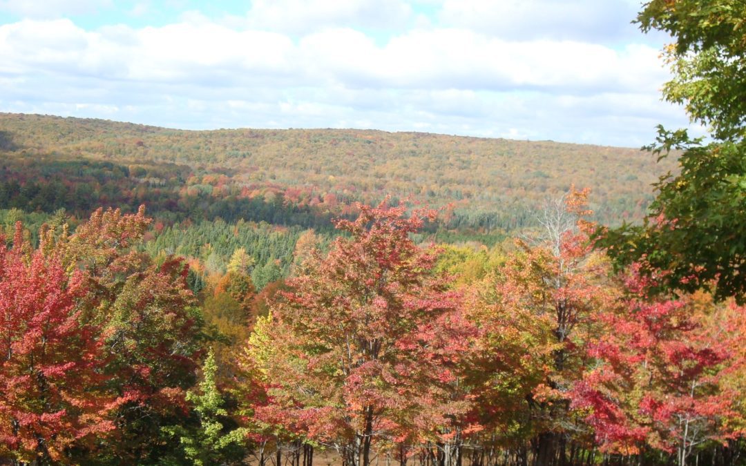 Michigan DNR Adds 2,000 Acres Of Public Land