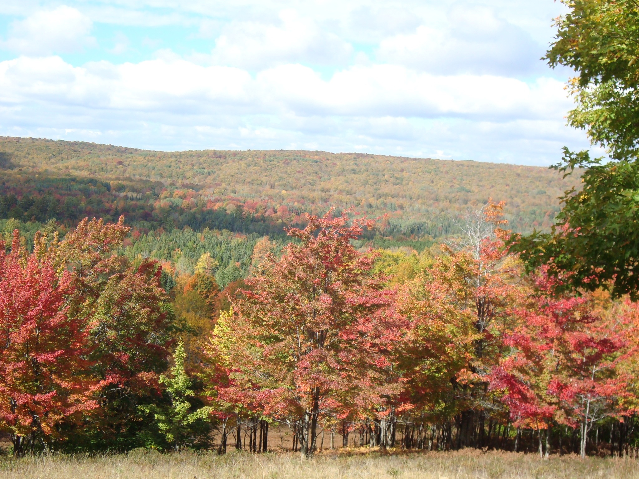 Fall colors on the Storey Lake property.