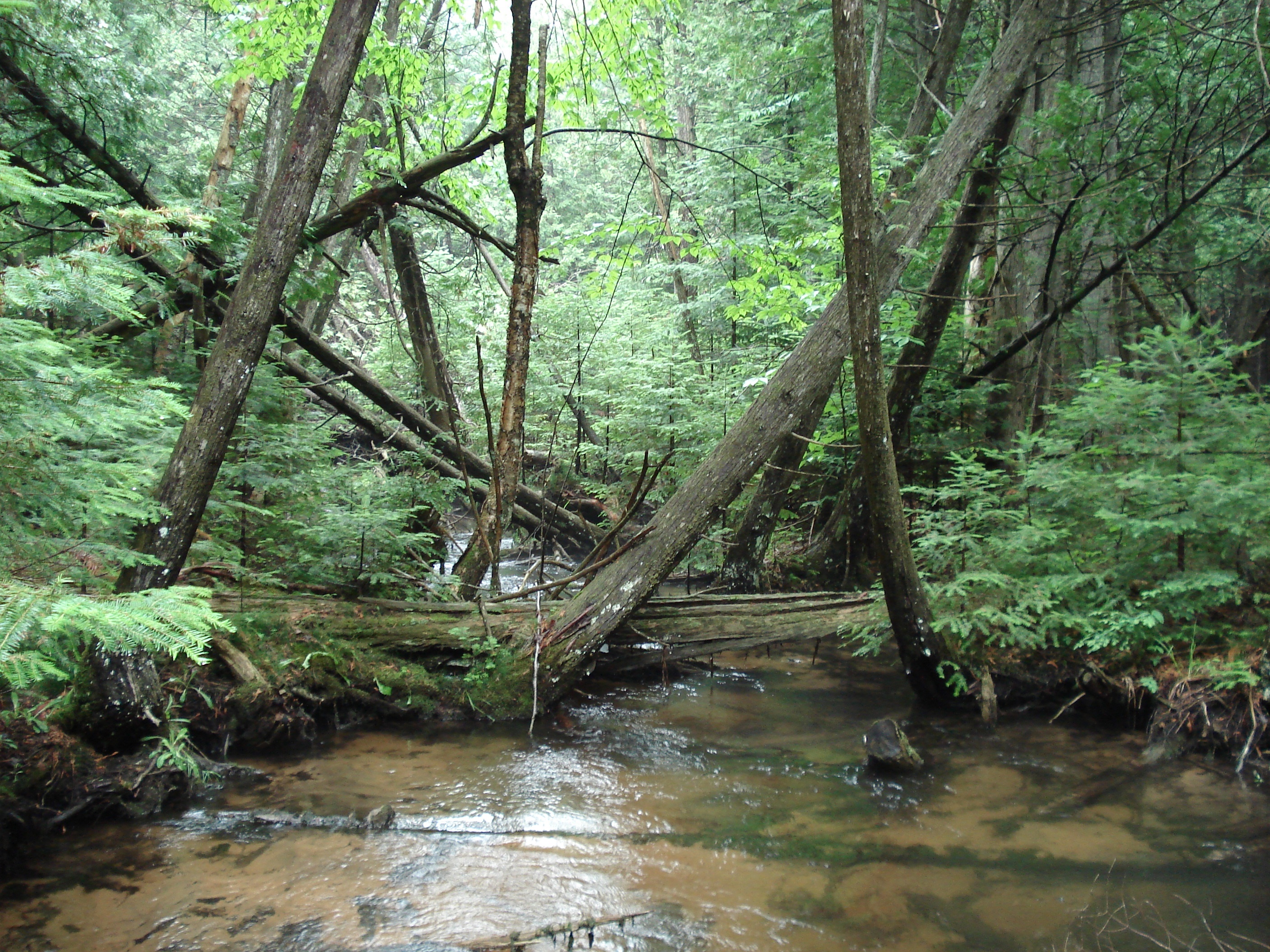 River view on the Storey Lake property.