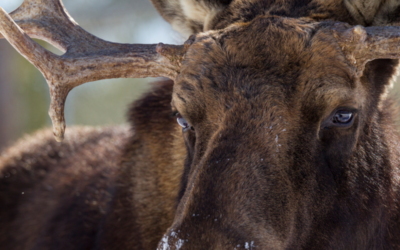 Man vs. Moose: A Fight to the Death