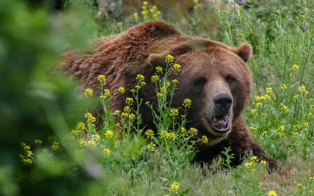 Greg Fischer’s Mauling