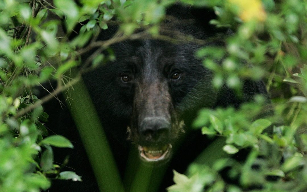 Spring May Bring Black Bear Sightings in Georgia