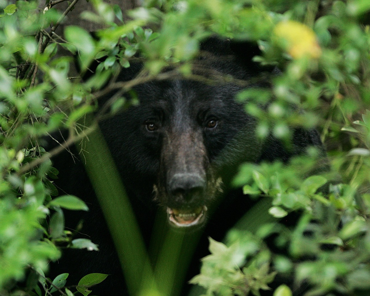 black bear looking through bushes
