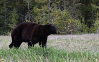 Wisconsin Black Bear Science