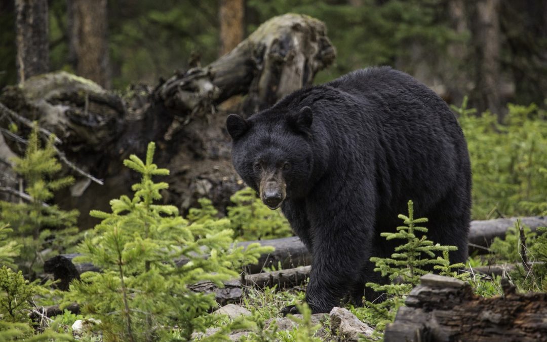 Utah Black Bear Incidents Nearly Double