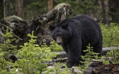 Wisconsin Girl, 11, Harvests 700-pound Black Bear