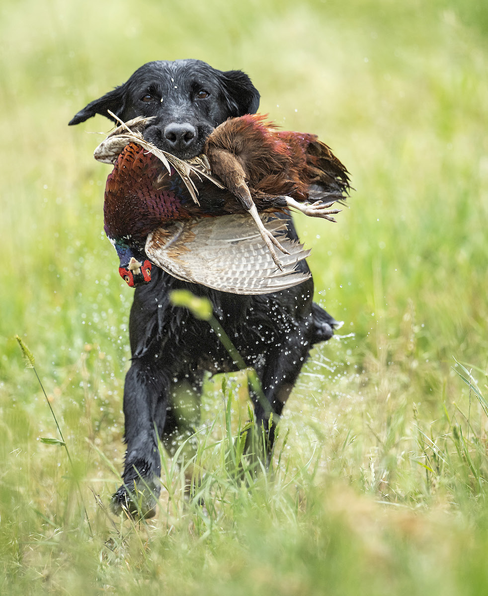 black lab retrieving pheasant