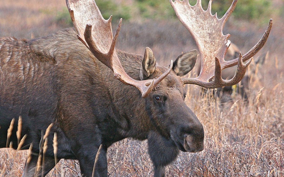 2019 New Hampshire Moose Hunt Success Rate Above Average