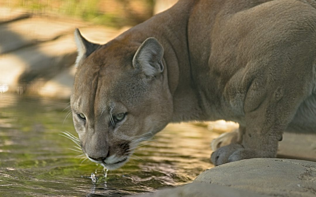 10 Ways To Be A Better Cougar Hunter