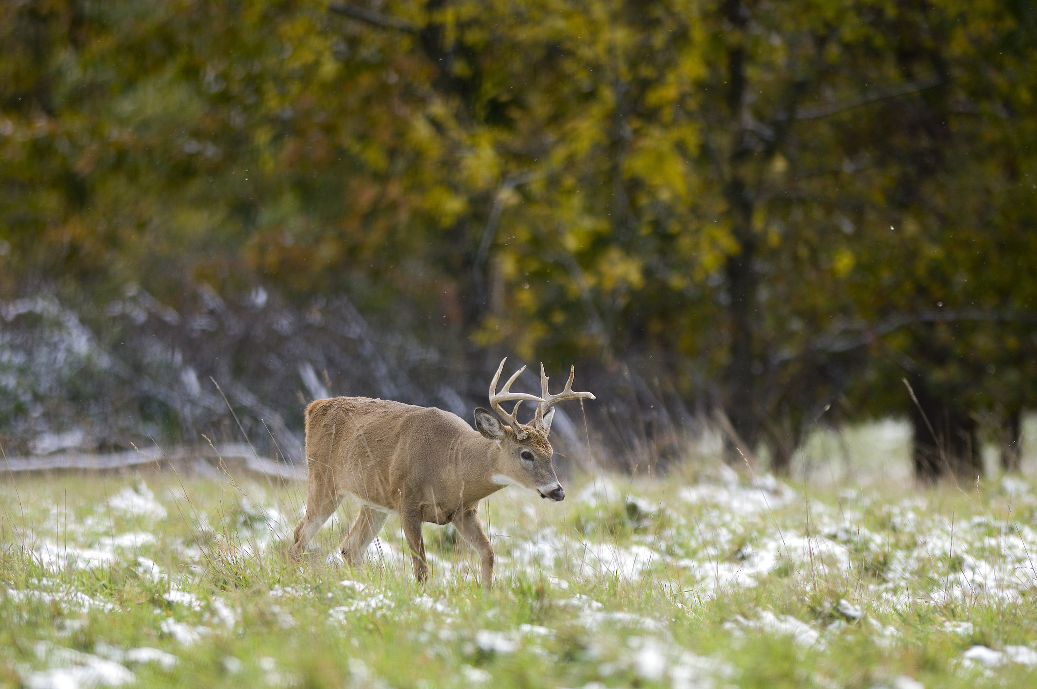 whitetail buck in field