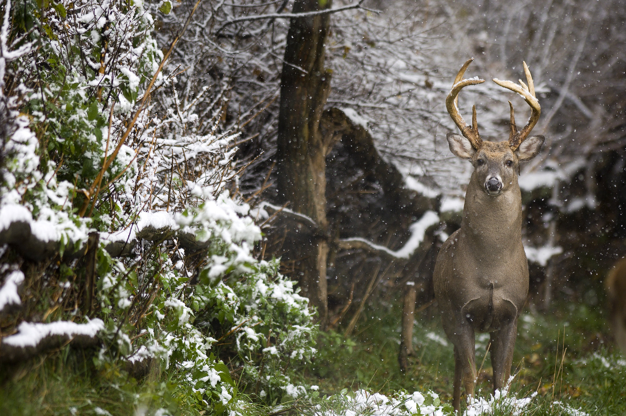 whitetail buck in light snow