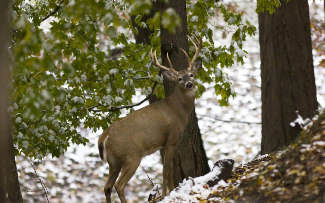Tips For A Successful Deer Hunting In Michigan