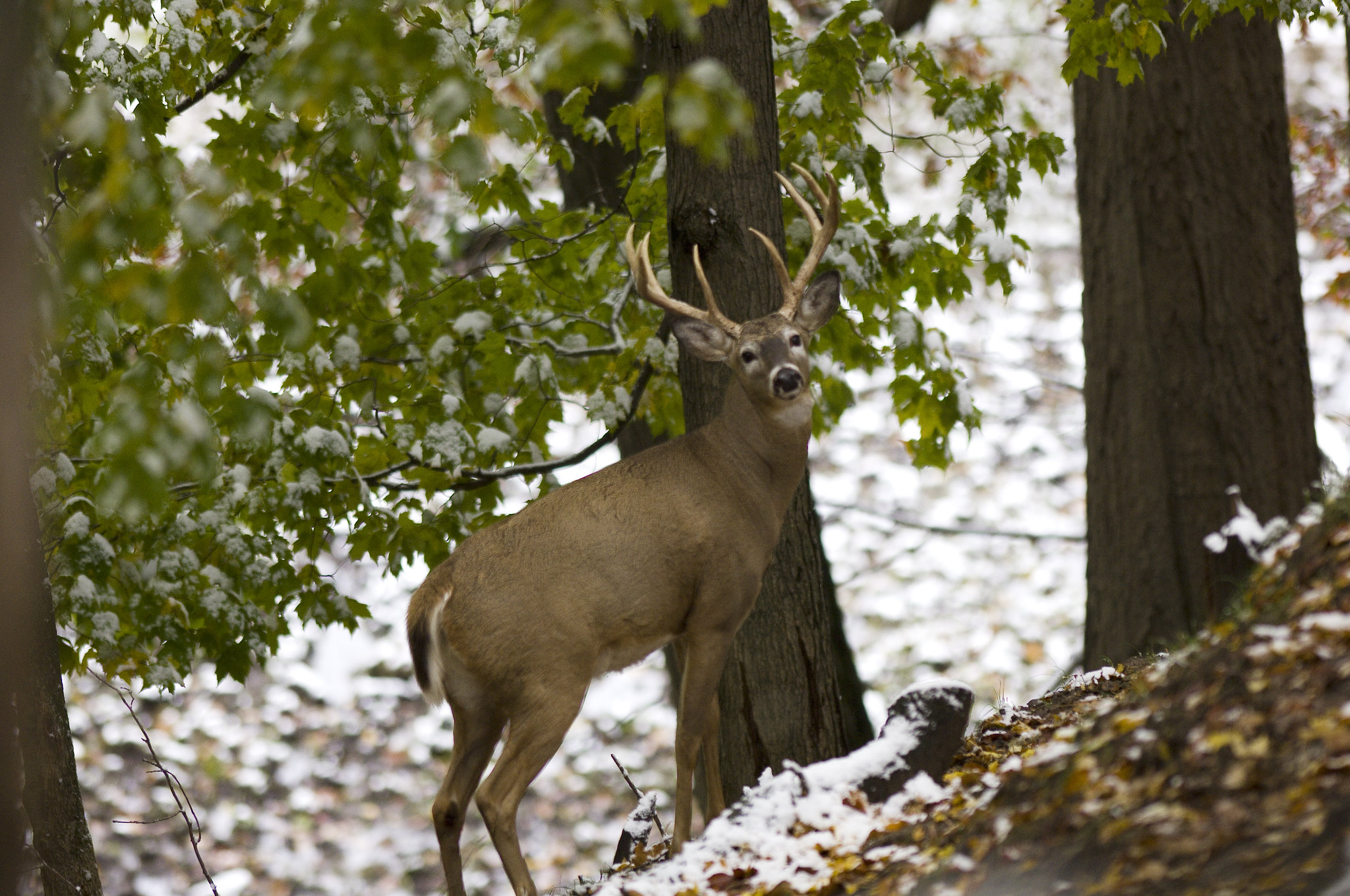 whitetail buck on snowy hill