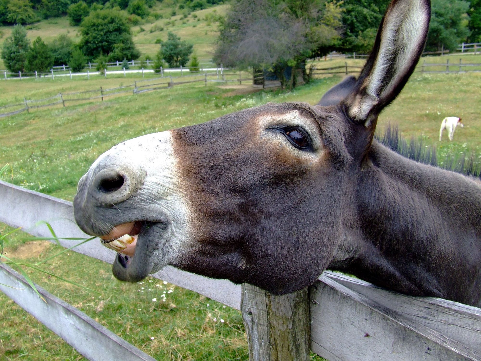 donkey braying