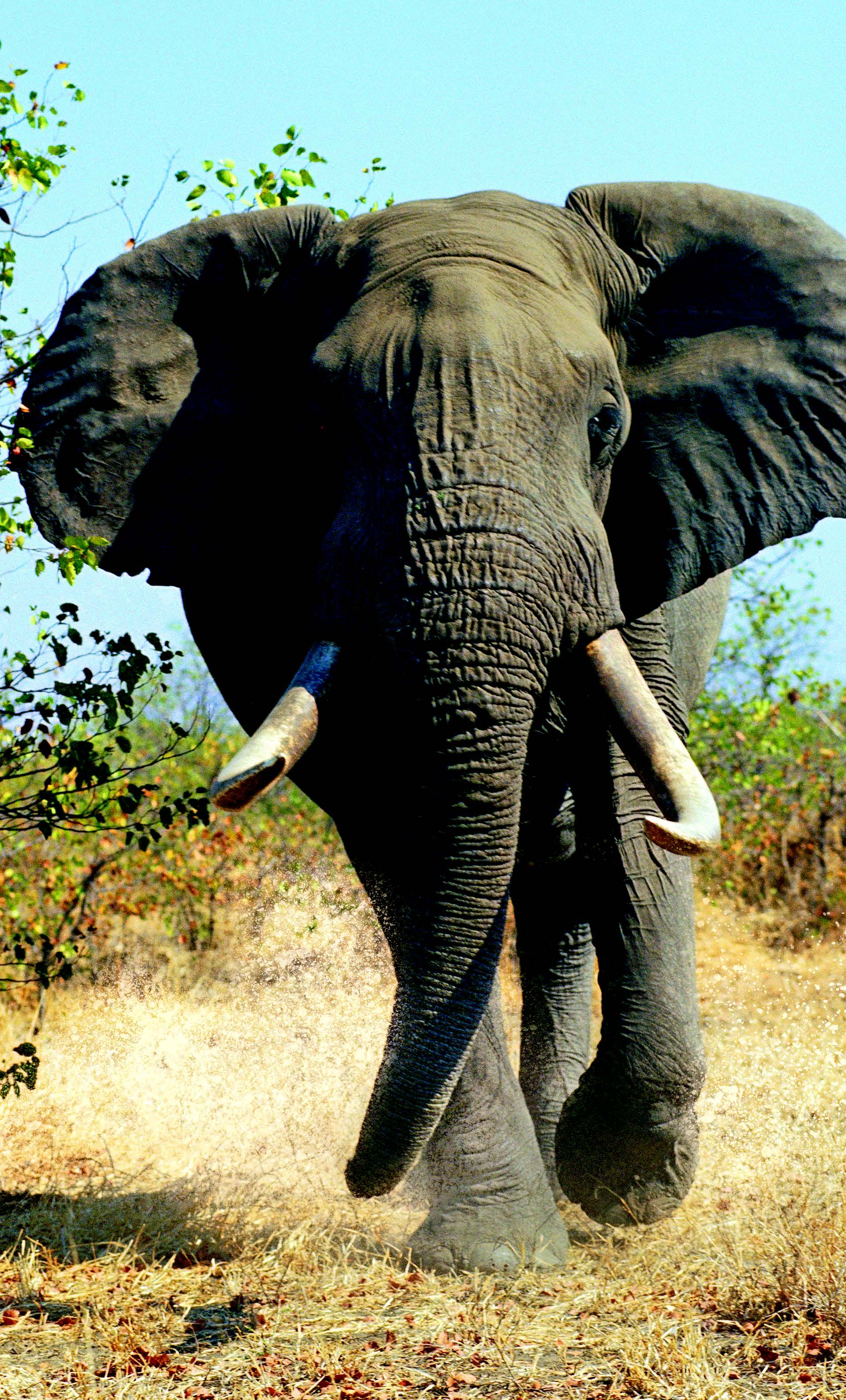 Hunting Africa’s Most Dangerous Game | Sporting Classics Daily