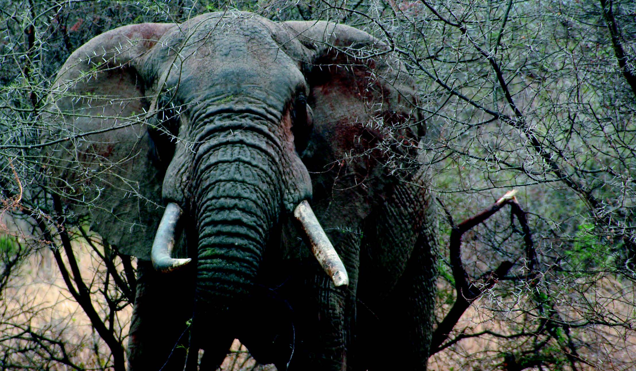 hunting dangerous game african elephant