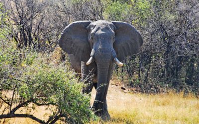 Death of a Tusker