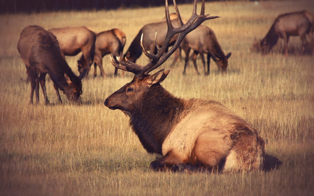 Montana Records First Suspected Case Of CWD In Wild Elk