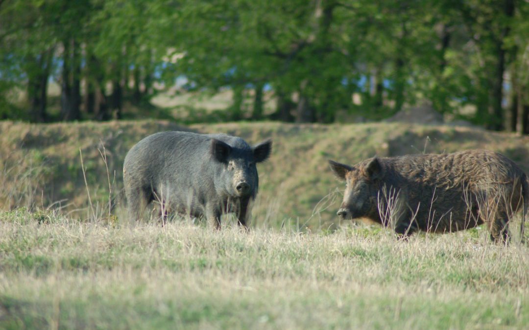 Coming To Texas To Hunt Hogs? Here Are A Few Tips From A Veteran Texas Hogger