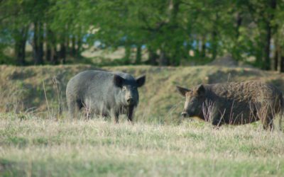 Online Applications Now Available for 2020 Joice Island Wild Pig Hunts