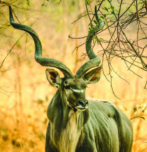 kudu photos