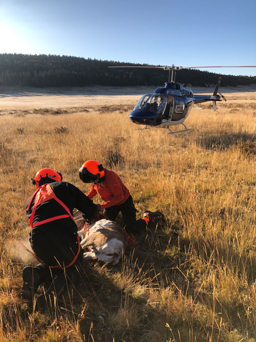 tagging pronghorn