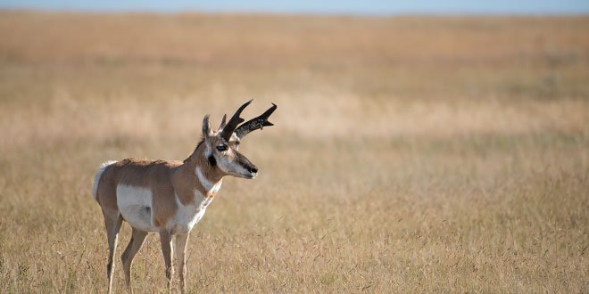 pronghorn buck