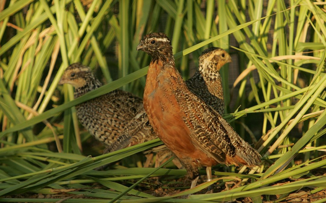 ODWC, Oklahoma State University Cooperative Quail Research Continues
