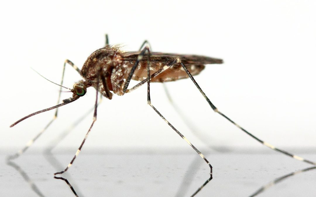 NJ Outdoorsmen And Women Advised To Take Precautions Against Eastern Equine Encephalitis