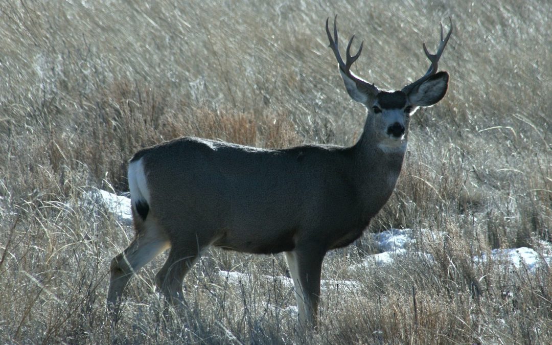 Woman Severely Injured In Apparent Deer Attack