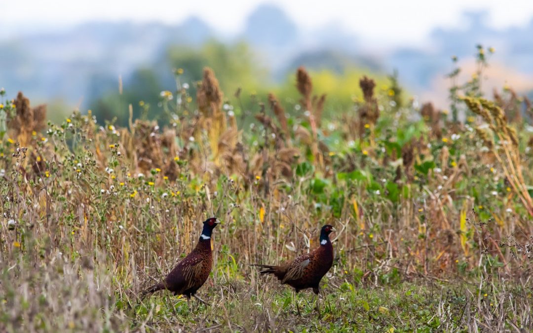 Additional South Dakota Public Land Opportunities for Hunters This Season